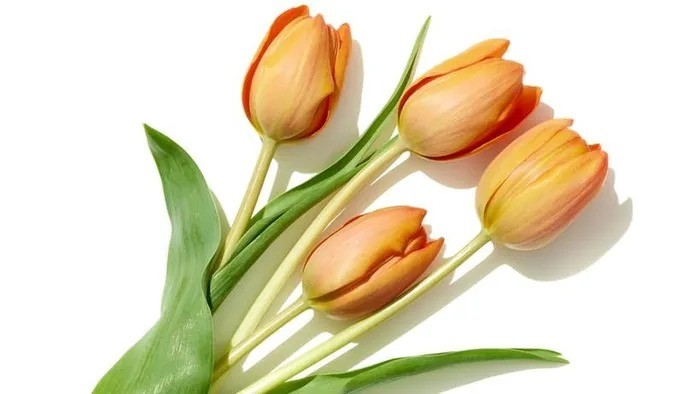 tulip4-1709694476.jpg