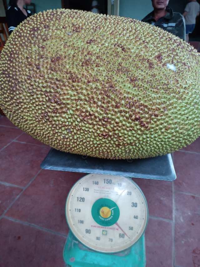 qua-mit-55kg-o-nghe-an4-1724644439.jpeg