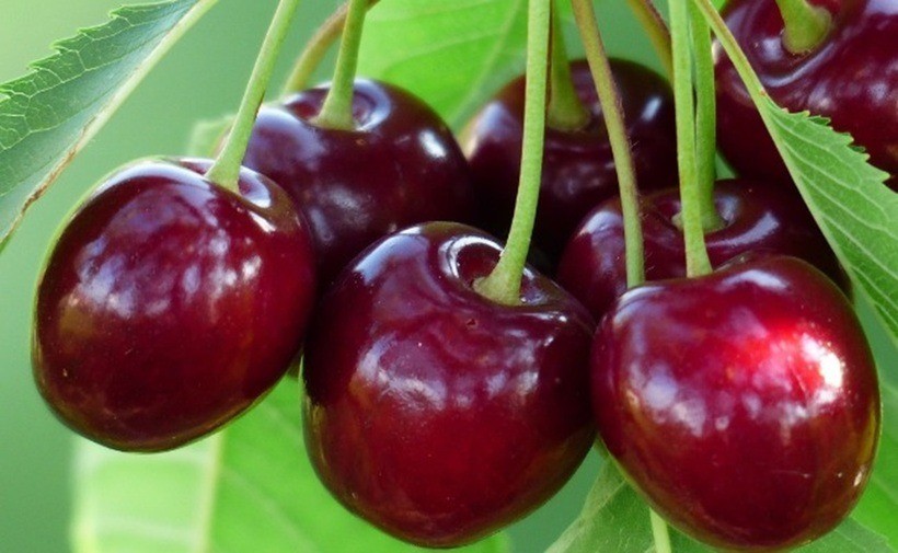 cherry2-1728873504.jpg